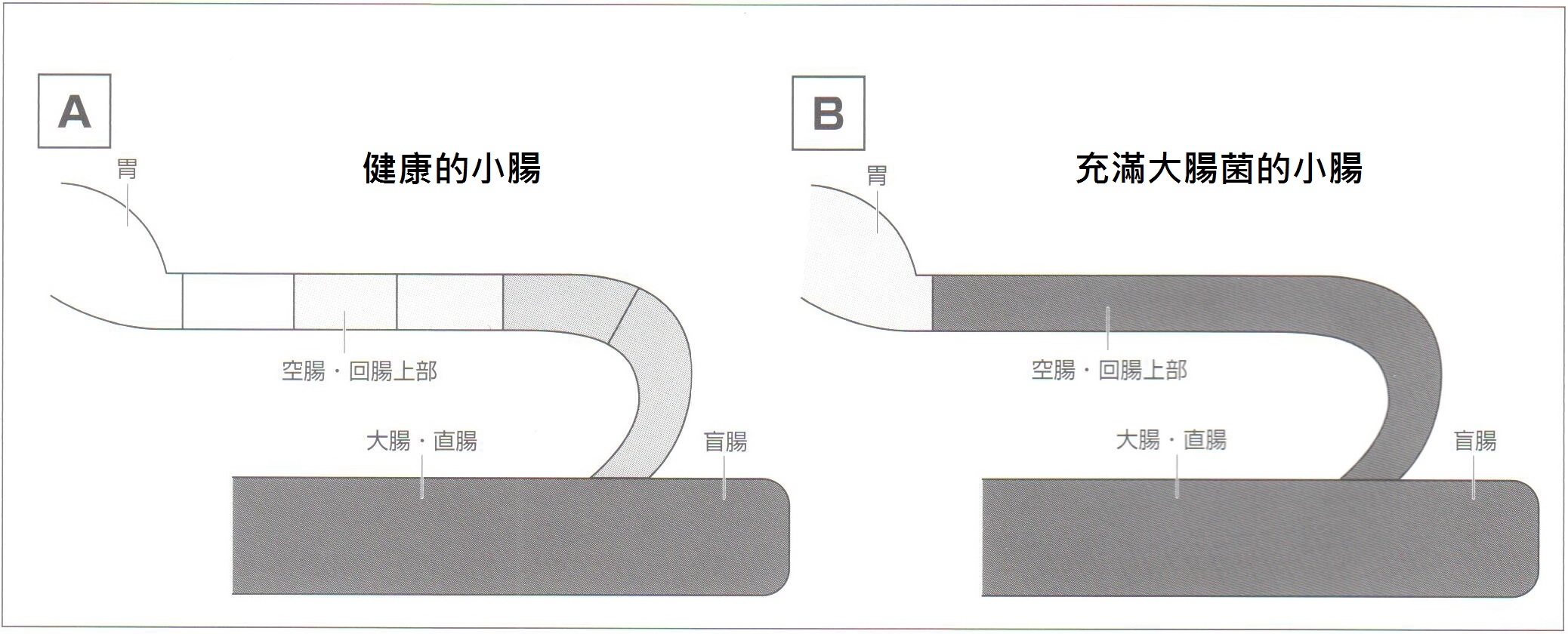 04-01餵養常識-日養豬隻-豬下痢之抗生素效果不彰原因