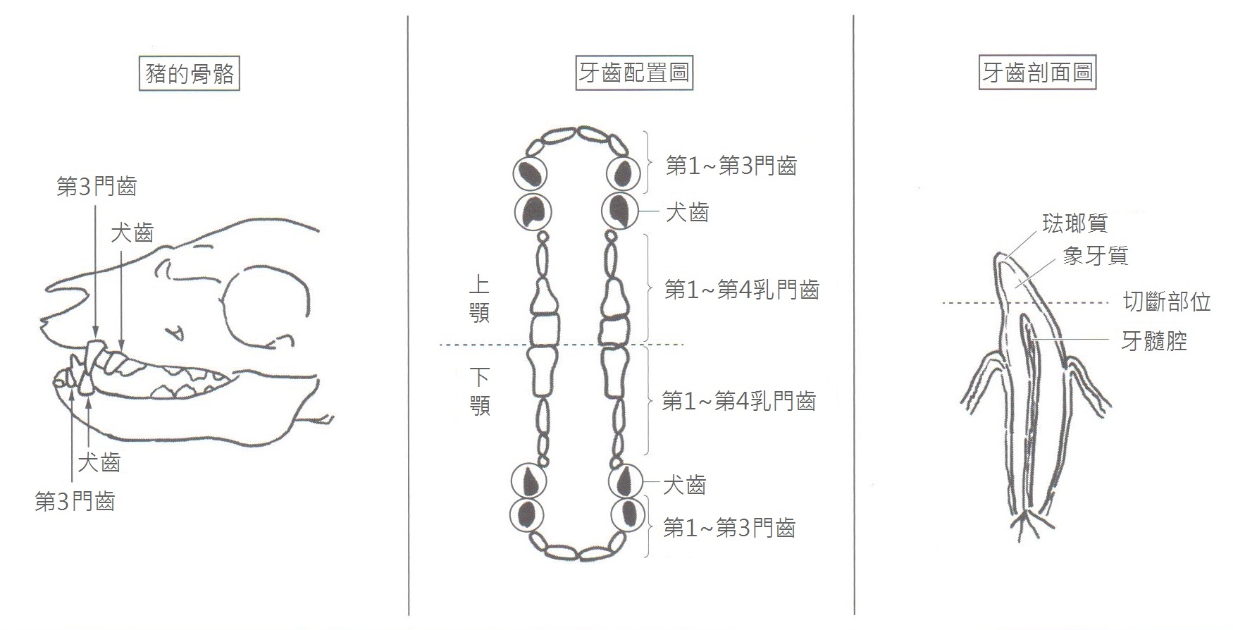 06-01餵養常識-飼養豬隻-磨齒、斷尾、去勢