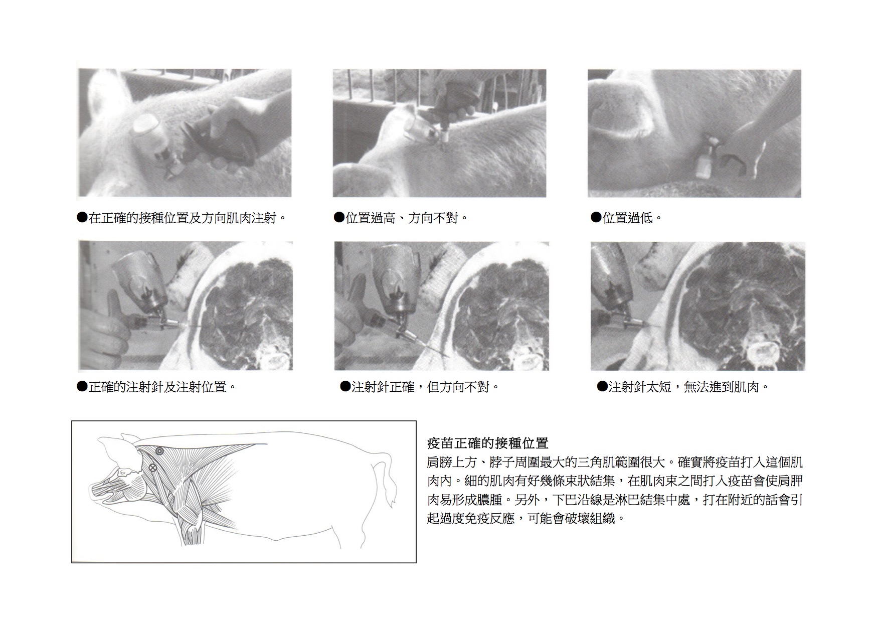 餵養常識-飼養豬隻-正確的注射方法-4