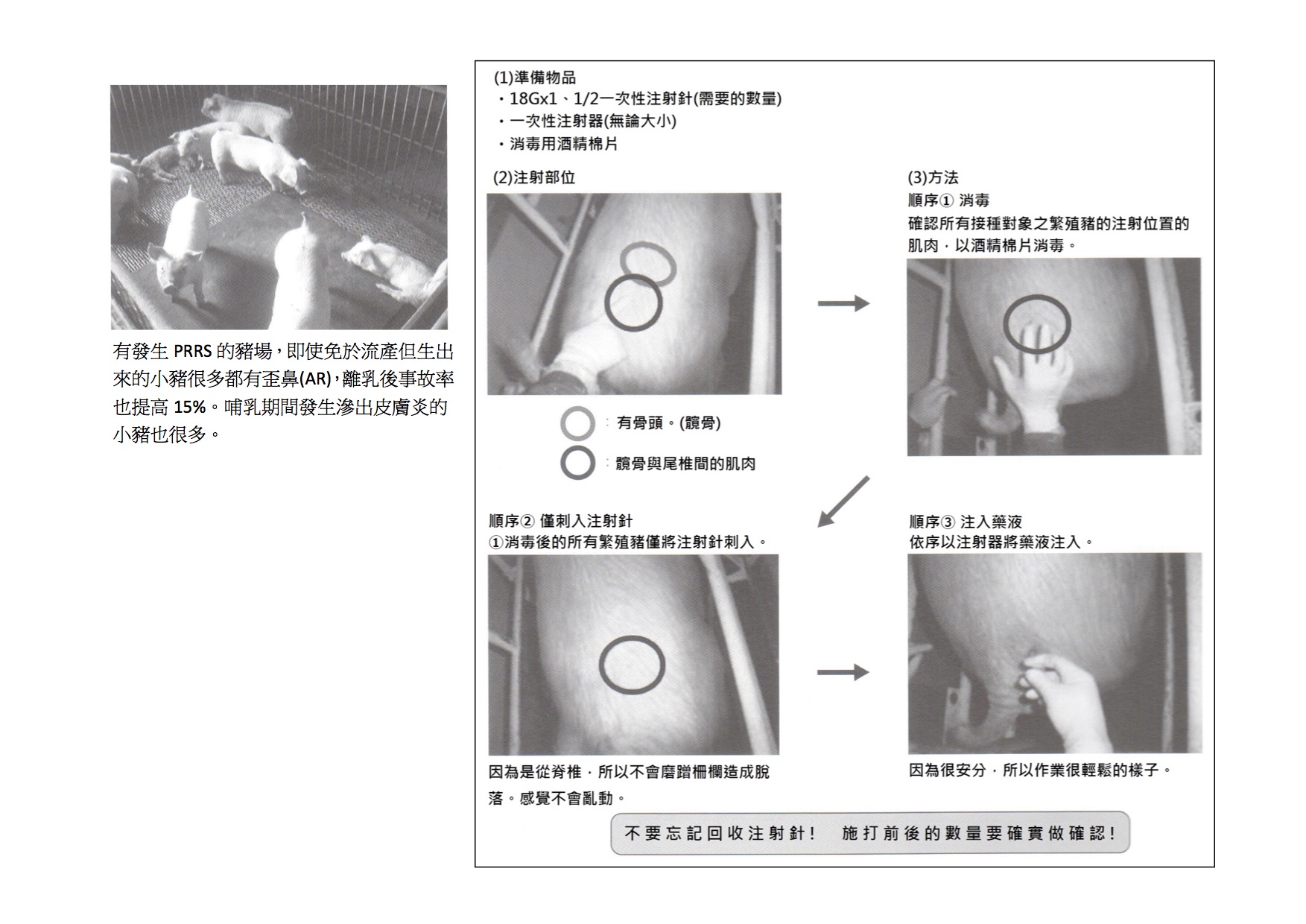 餵養常識-飼養豬隻-正確的注射方法-6